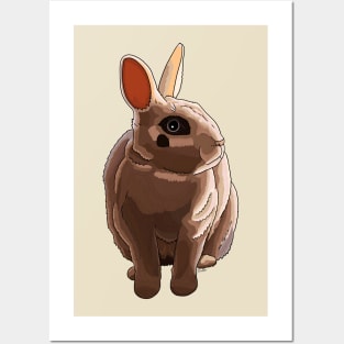 Dwarf Hotot Rabbit Posters and Art
